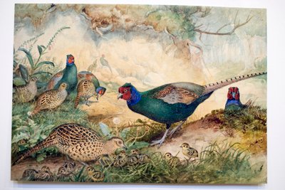 Japanese Pheasants by Joseph Wolf